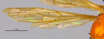 Media type: image;   Entomology 26738 Aspect: Wing front